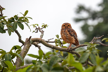 Burrowing Owl - Athene cunicularia - in the grass attentive taking care of its burrow and its young