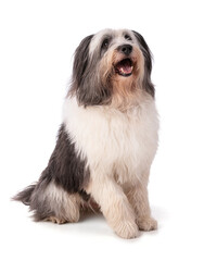 Polish Lowland Sheepdog sitting