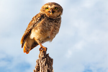 Burrowing Owl - Athene cunicularia - in the tree attentive taking care of its burrow and its young