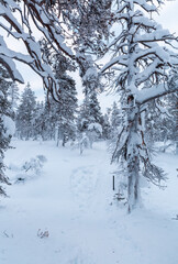 Fototapeta premium Winter landscape