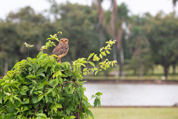 Burrowing owl (Athene cunicularia), closeup attentive to the surroundings protecting its nest