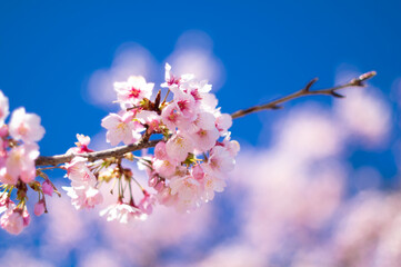 河津桜