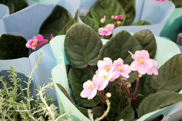 Saintpaulia ionantha of light pink color flower. Flower growing in pots