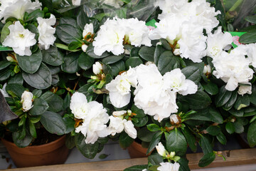 Flowers of hybrid white azalia Kermesina Alba or rhododendron simsii. White azalia blossom. Spring plants, nature. - obrazy, fototapety, plakaty