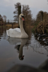 Schwan