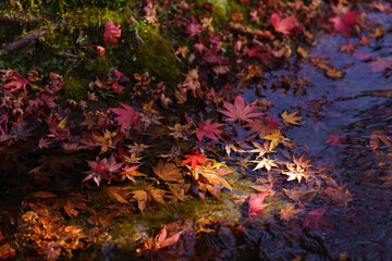 autumn leaves fall Kyoto Japan