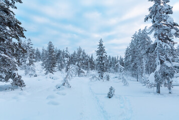 Winter landscape in Finnish Lapland