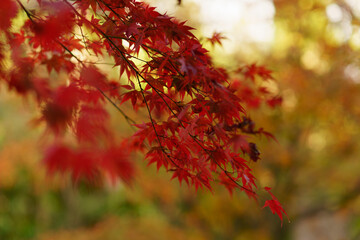 Naklejka na ściany i meble autumn leaves fall Kyoto Japan