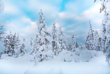 Trees covered with snow at lapland Finland 