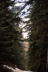 sentier dans les arbres