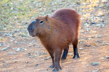 Capybara the largest rodent in the Americas, and typical animal of tropical South American regions