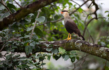 Hawk Carcará (Caracara plancus) isolated on the tree branch