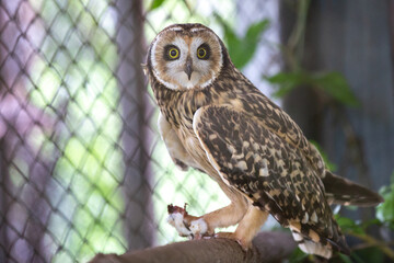  owl , closeup attentive to the surroundings protecting its nest