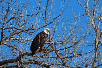 Barr Lake State Park - Eagle Migration