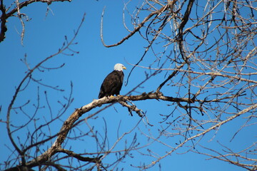 Barr Lake State Park - Eagle Migration