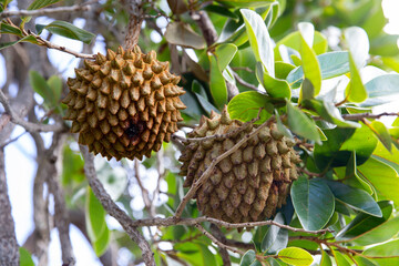 Marolo (Annona crassiflora), typical fruit of central Brazil, exotic and rare fruit