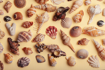 a lot of different empty sea shells on yellow background, macro details