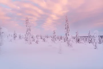 Fototapete Rund Winter landscape at sunrise in Finnish Lapland, Spruce trees covered by snow. © Subodh