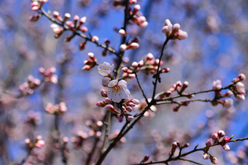 Pink almond tree flowers on almond tree branches against blue sky on a warm, sunny spring day