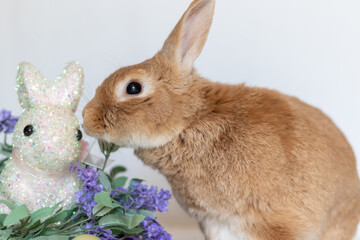 Rufus Rabbit nuzzles Easter Bunny next to purple lilac flowers 
