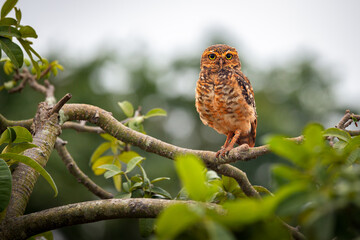 Burrowing Owl - Athene cunicularia - in the tree attentive taking care of its burrow and its young