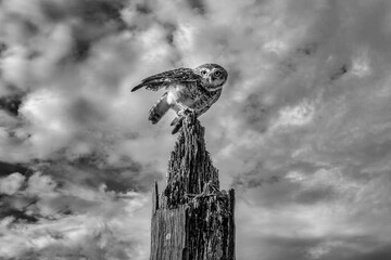 Burrowing Owl - Athene cunicularia - , black and white , in the tree attentive taking care of its...