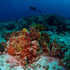 Diver swimming over the reef