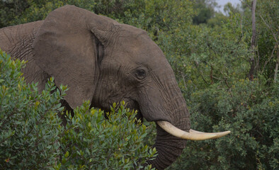 close-up side portrait of adult african elephant in the wild Ol Pejeta Conservancy, Kenya
