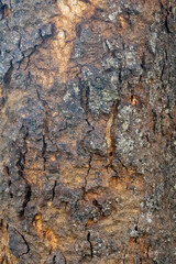 Coarse texture on old tree bark