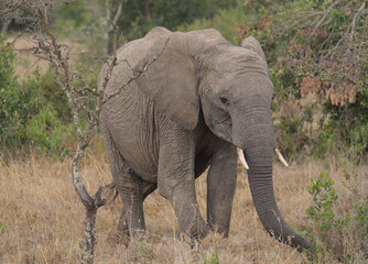 Fototapeta premium young african elephant eating peacefully among the bushes of the wild Ol Pejeta Conservancy, Kenya
