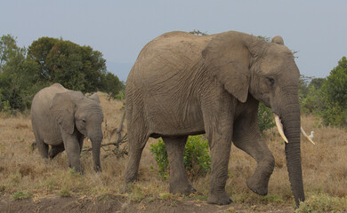 mother and baby african elephant walking together in the wild Ol Pejeta Conservancy Kenya