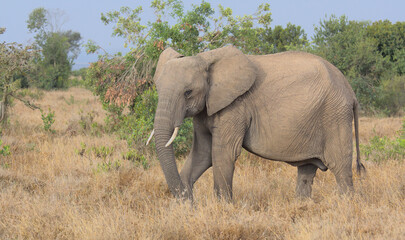 Fototapeta na wymiar african elephant grazing in the wild Ol Pejeta Conservancy Kenya