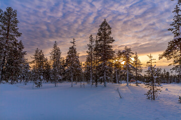 Winter landscape at sunset, frozen trees in winter in Lapland, Finland	
