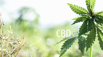Cannabis plants with the CBD chemical formula. Cannabidiol molecule.