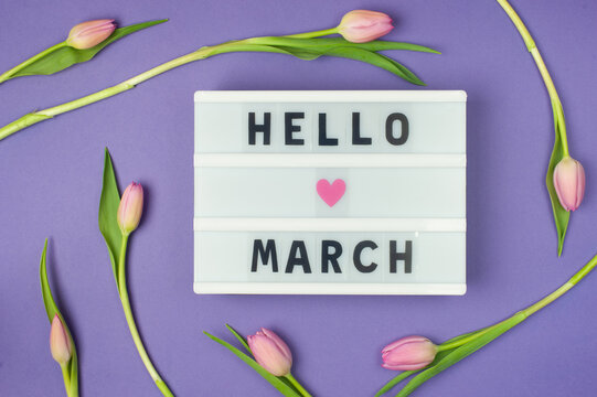 Hello March - text on display lightbox on purple background wih pink tulips. Pastel colors, soft image. Floral Greeting card.  Flat lay