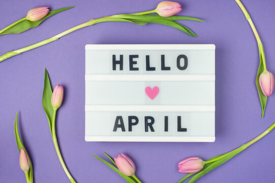 Hello April - text on display lightbox on purple background wih pink tulips. Pastel colors, soft image. Floral Greeting card.  Flat lay