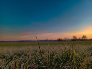 Obraz premium wheat field at sunset