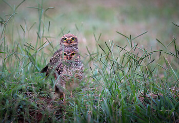 Two owls at the entrance to the burrow on the ground where they made their nest in the middle of tall grass