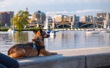 Brown and Black Haired Dog Looking Away Sitting on Promenade Wall over the Riverbank