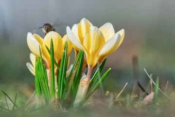 Krokusse und fliegende Biene auf der Frühlingswiese