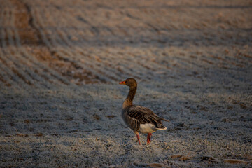 african grey heron