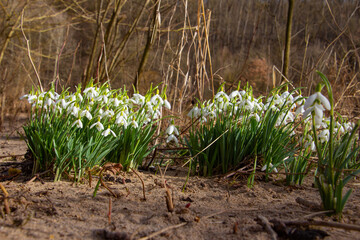 Snowdrops growing in the sand of a riverbank, also called Galanthus nivalis or schneegloeckchen