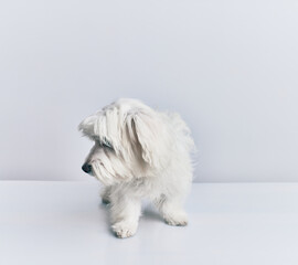 Adorable dog over isolated white background.