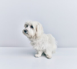 Adorable dog over isolated white background.