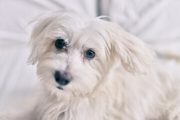 Adorable white dog at bed.