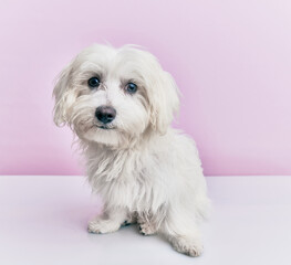 Adorable dog over isolated pink background.