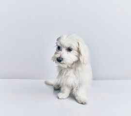 Adorable dog over isolated white background.