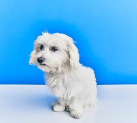 Adorable dog over isolated blue background.