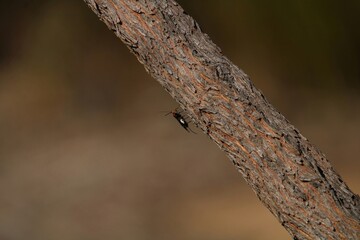 White Flank Black Braconid wasp (Callibracon capitator) on tree, South Australia