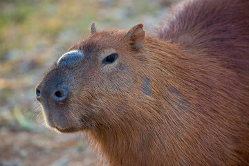 Adult capybara in closeup with lump on the snou